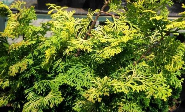 Ornamental coniferous shrubs