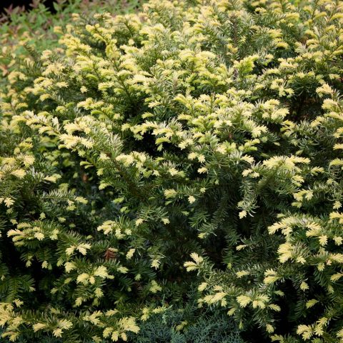 Ornamental coniferous shrubs