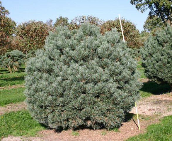 Ornamental coniferous shrubs