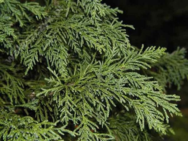 Ornamental coniferous shrubs