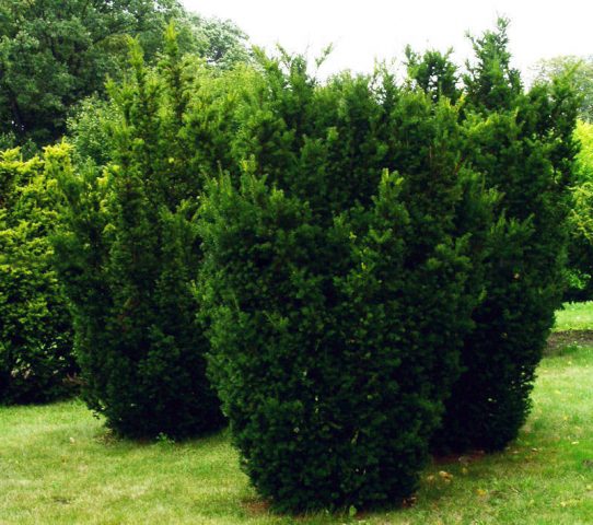 Ornamental coniferous shrubs