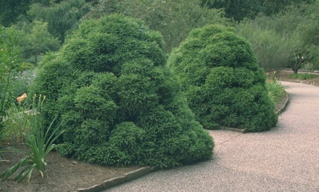 Ornamental coniferous shrubs