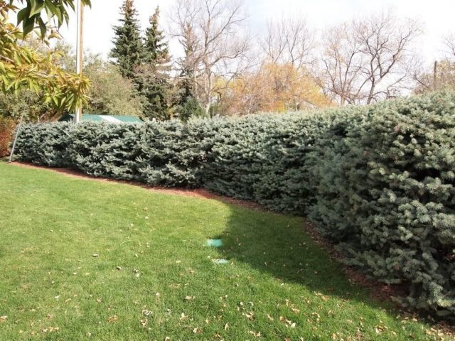 Ornamental coniferous shrubs