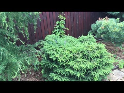 Ornamental coniferous shrubs