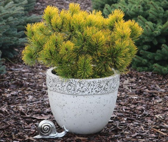 Ornamental coniferous shrubs