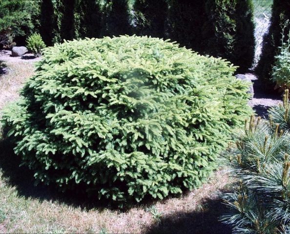 Ornamental coniferous shrubs