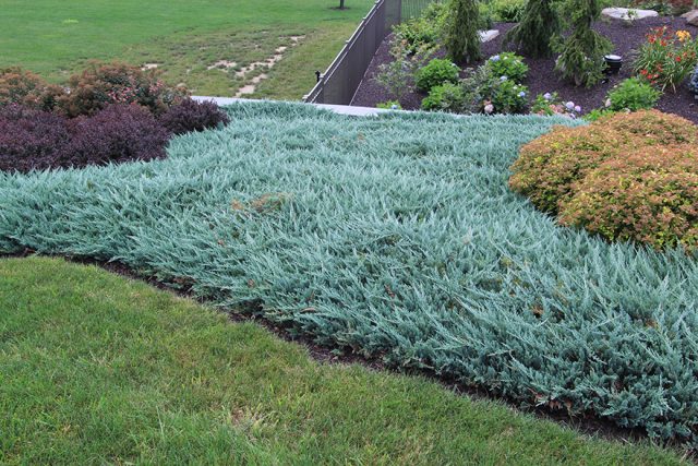 Ornamental coniferous shrubs