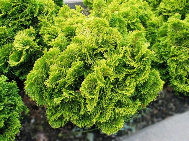 Ornamental coniferous shrubs