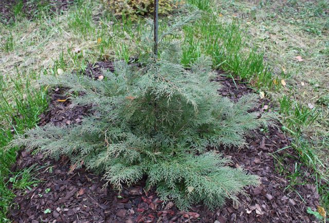 Ornamental coniferous shrubs