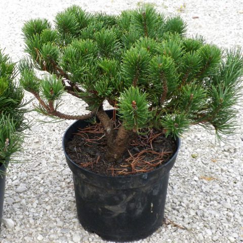 Ornamental coniferous shrubs