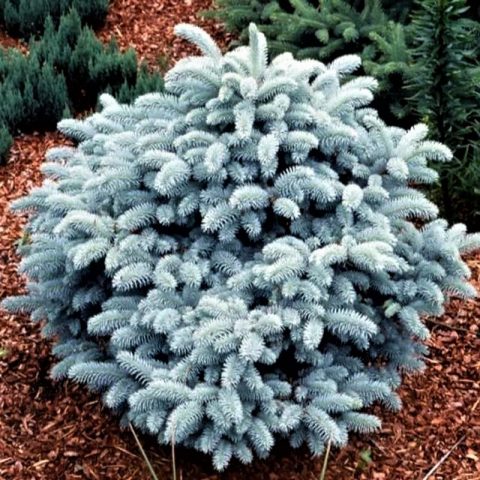 Ornamental coniferous shrubs