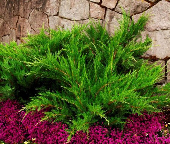 Ornamental coniferous shrubs