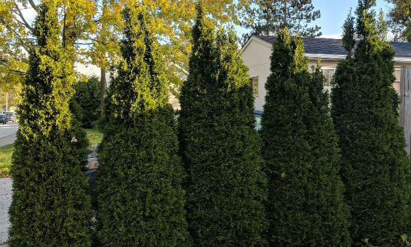 Ornamental coniferous shrubs