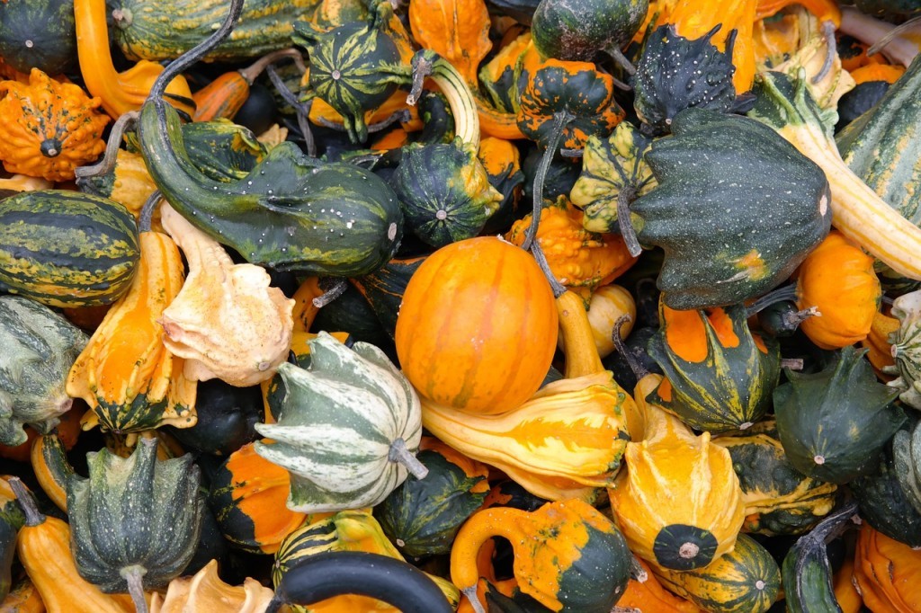 Ornamental pumpkin: growing from seeds according to the rules