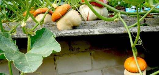 Ornamental pumpkin: growing from seeds according to the rules