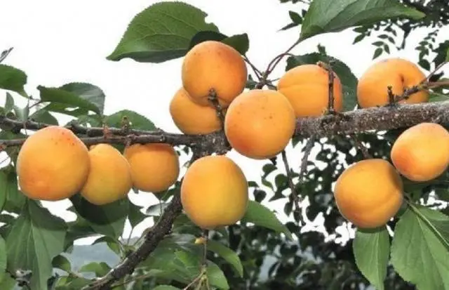 Ornamental shrub apricot Manchurian