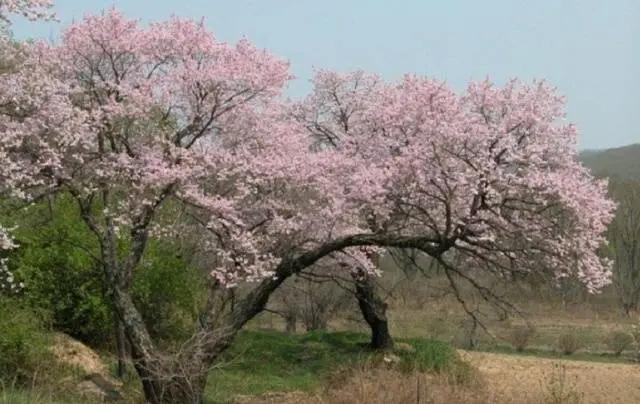 Ornamental shrub apricot Manchurian