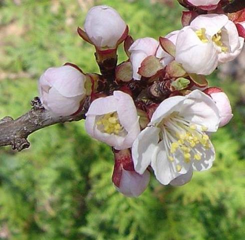 Ornamental shrub apricot Manchurian