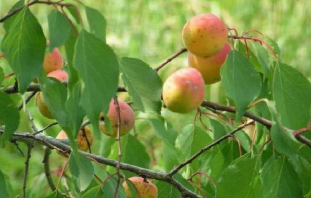 Ornamental shrub apricot Manchurian