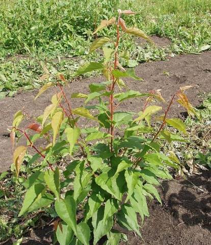 Ornamental shrub apricot Manchurian