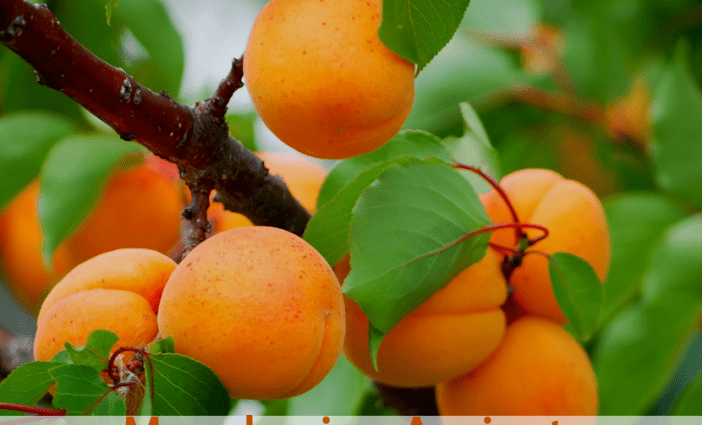 Ornamental shrub apricot Manchurian