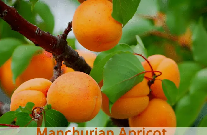 Ornamental shrub apricot Manchurian