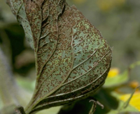 Ornamental sunflower: when to plant, how to grow