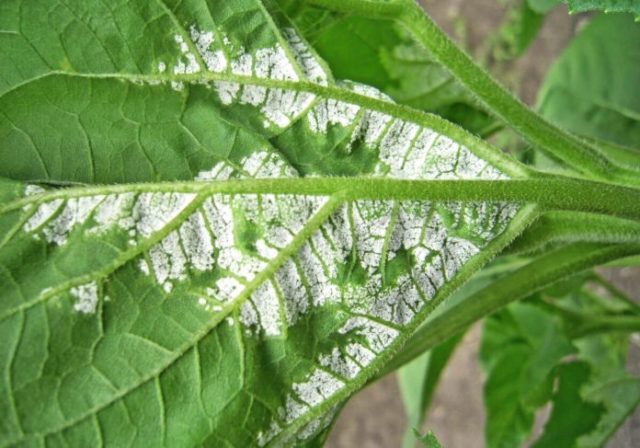 Ornamental sunflower: when to plant, how to grow