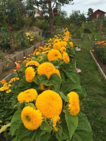 Ornamental sunflower: when to plant, how to grow