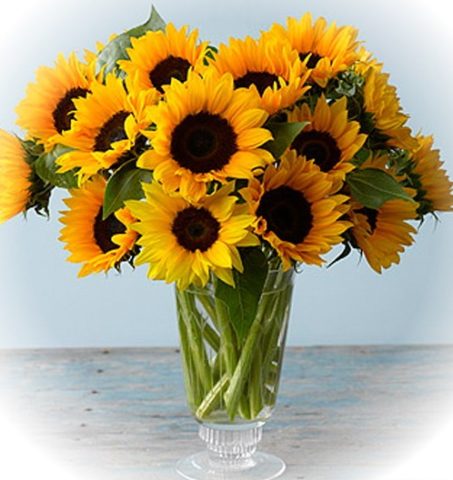 Ornamental sunflower: when to plant, how to grow