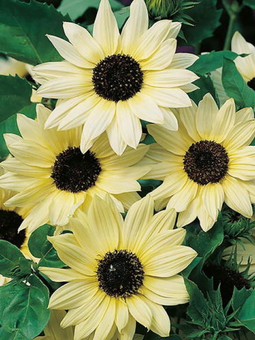 Ornamental sunflower: when to plant, how to grow