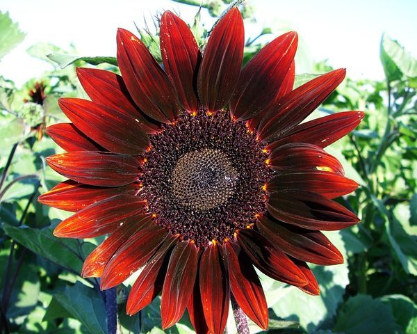 Ornamental sunflower: when to plant, how to grow