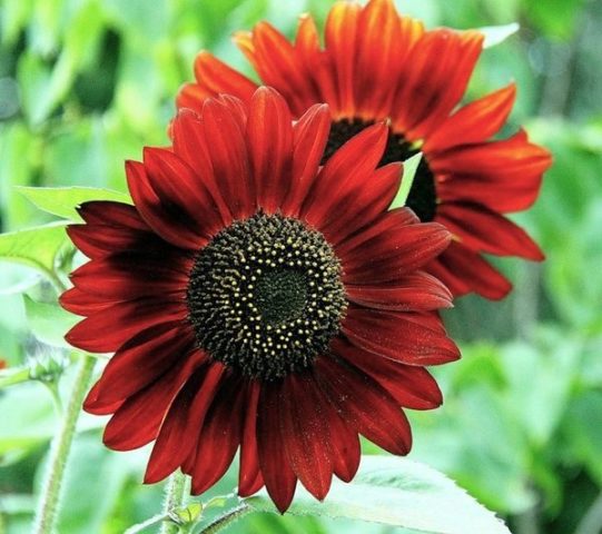 Ornamental sunflower: when to plant, how to grow