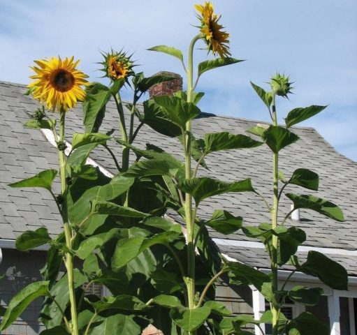 Ornamental sunflower: when to plant, how to grow