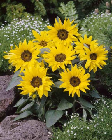 Ornamental sunflower: when to plant, how to grow