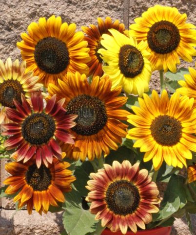 Ornamental sunflower: when to plant, how to grow