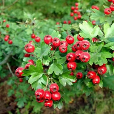 Ornamental Trees and Shrubs: Arnolds Hawthorn