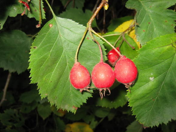 Ornamental Trees and Shrubs: Arnolds Hawthorn