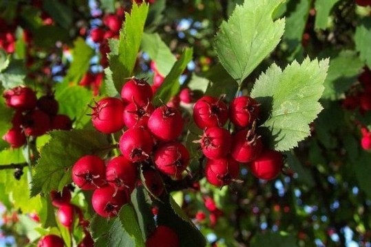 Ornamental Trees and Shrubs: Arnolds Hawthorn