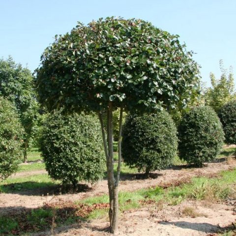 Ornamental Trees and Shrubs: Arnolds Hawthorn