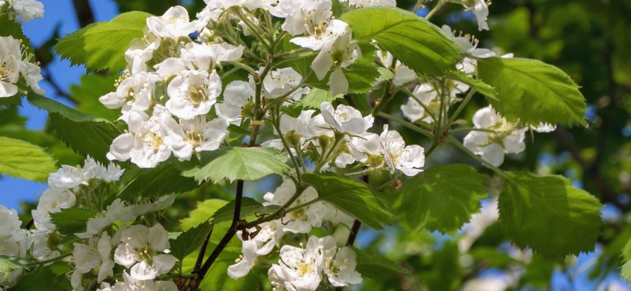 Ornamental Trees and Shrubs: Arnold&#8217;s Hawthorn