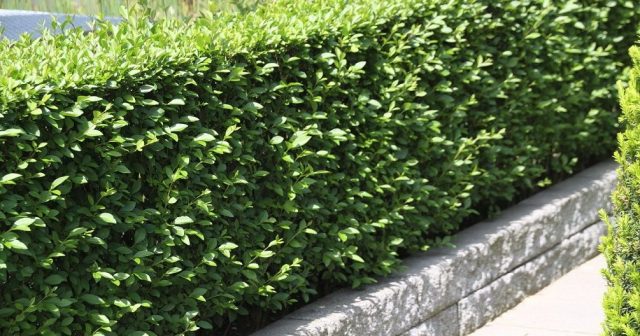 Ornamental trees and shrubs: dull privet