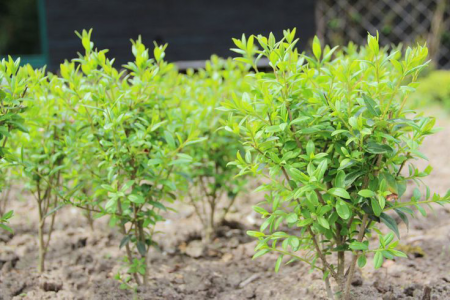 Ornamental trees and shrubs: dull privet