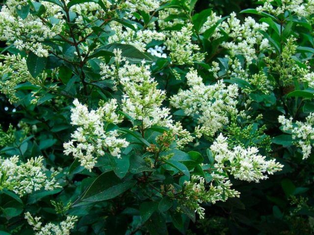 Ornamental trees and shrubs: dull privet