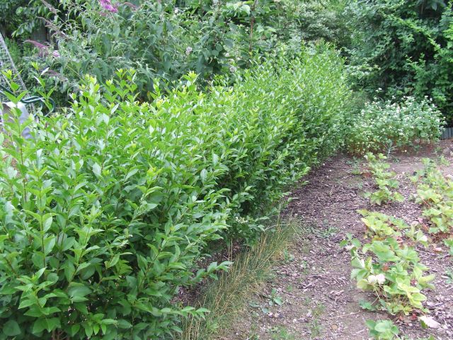 Ornamental trees and shrubs: dull privet