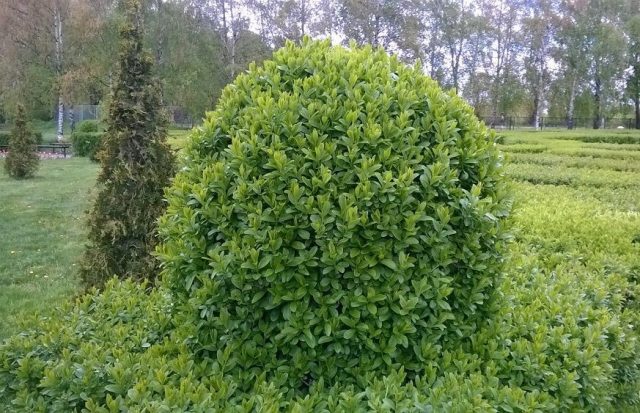 Ornamental trees and shrubs: dull privet