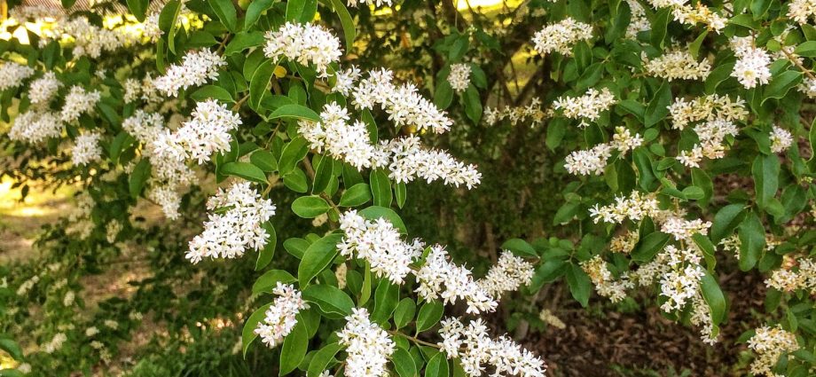 Ornamental trees and shrubs: dull privet