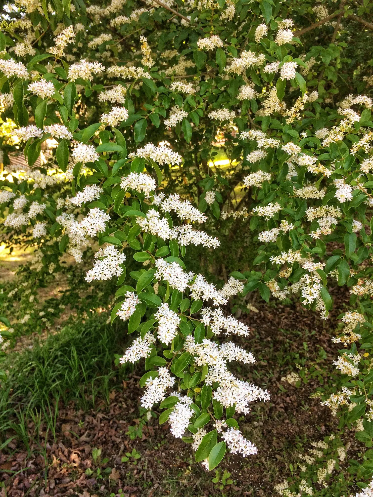 Ornamental trees and shrubs: dull privet