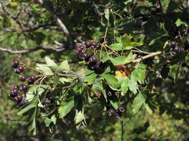 Ornamental trees and shrubs: Fischers hawthorn