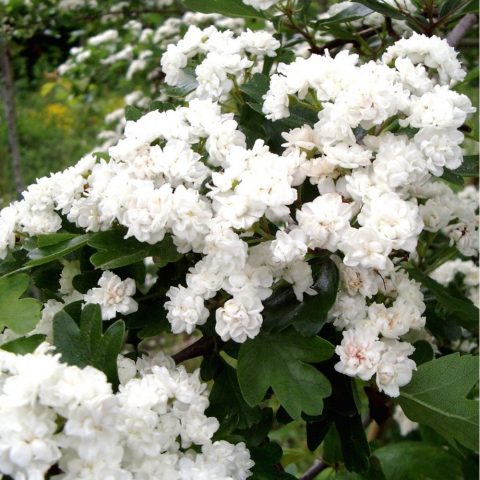 Ornamental trees and shrubs: Fischers hawthorn